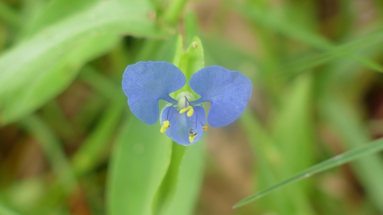 wildflowers flowers nature free photo