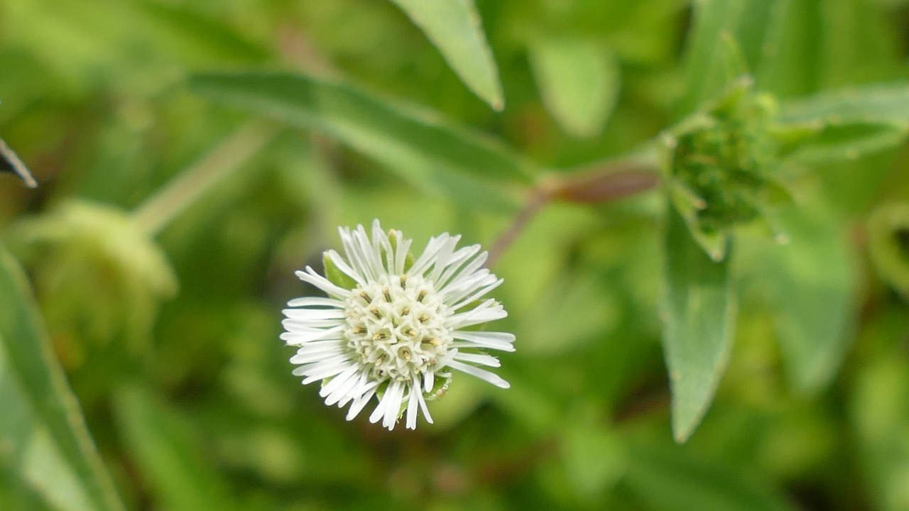 wildflowers flowers nature free photo