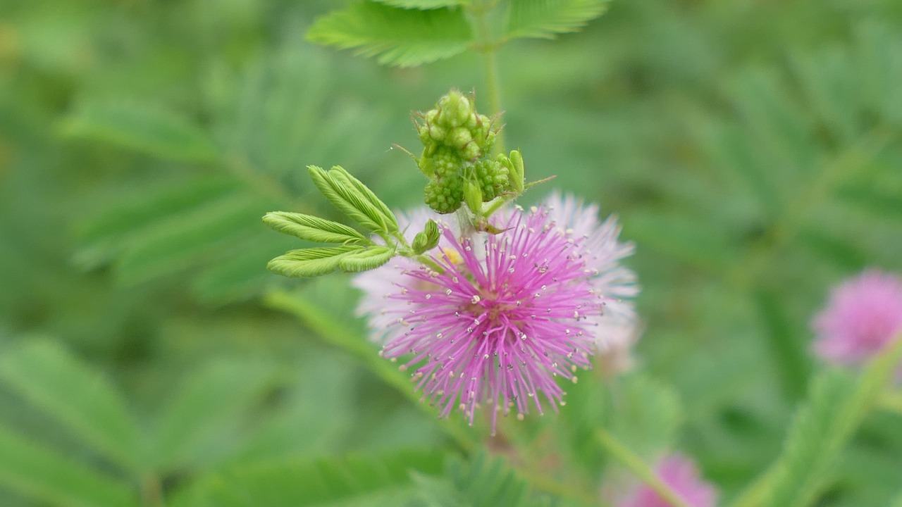 wildflowers flowers nature free photo