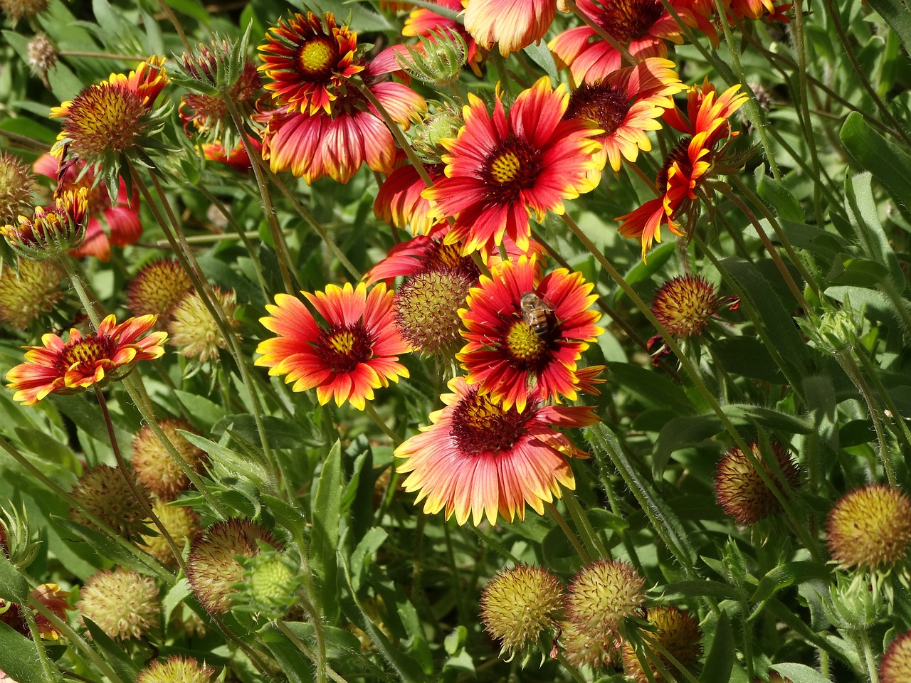 wildflowers desert blooming free photo