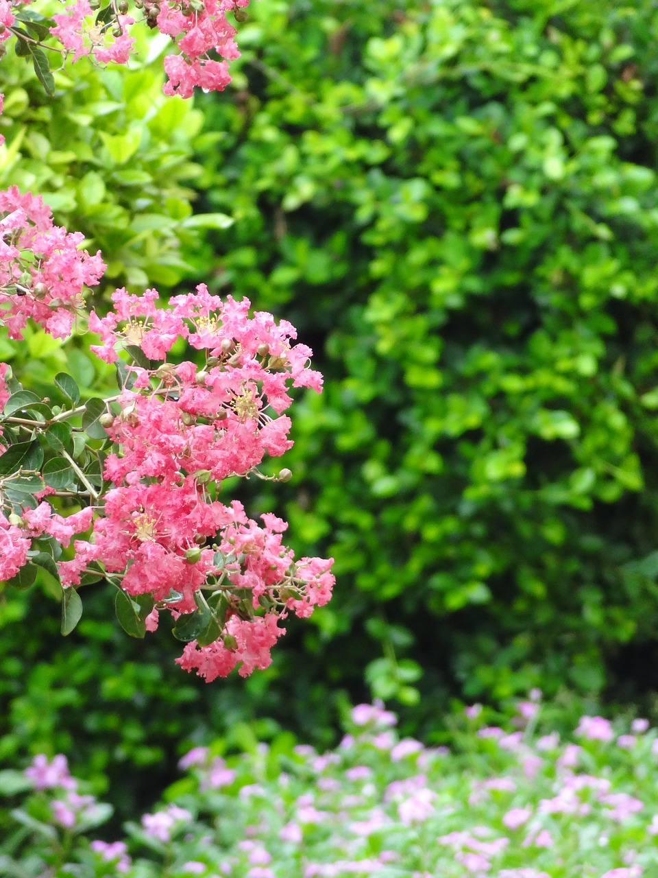 wildflowers flowers shrubs free photo