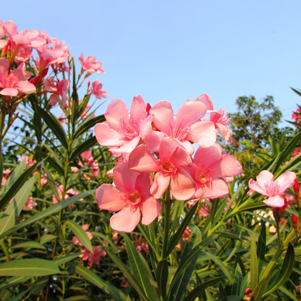 wildflowers dharwad flowers free photo