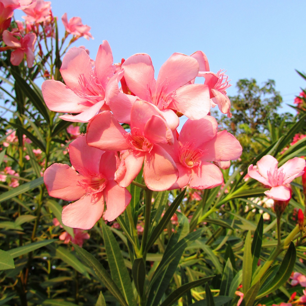 wildflowers dharwad flowers free photo