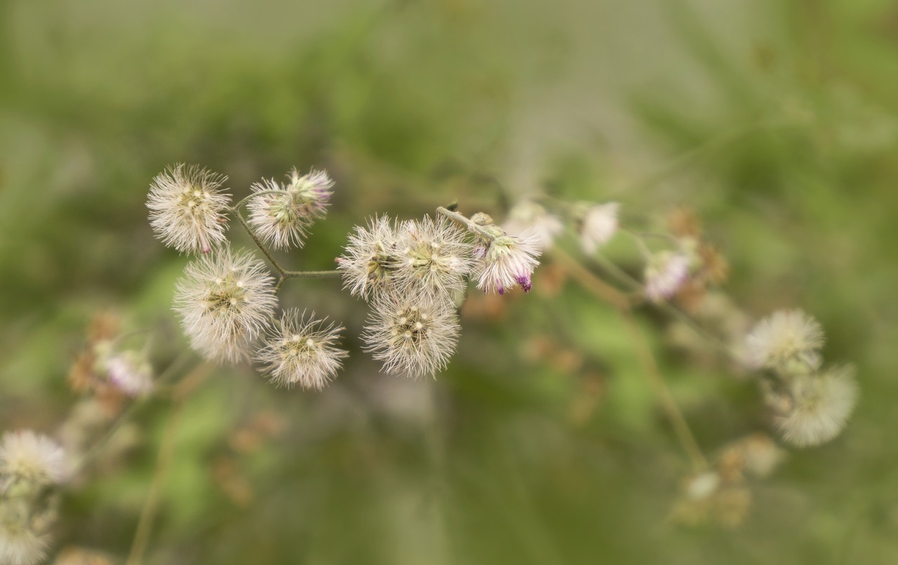 wildflowers background natural free photo