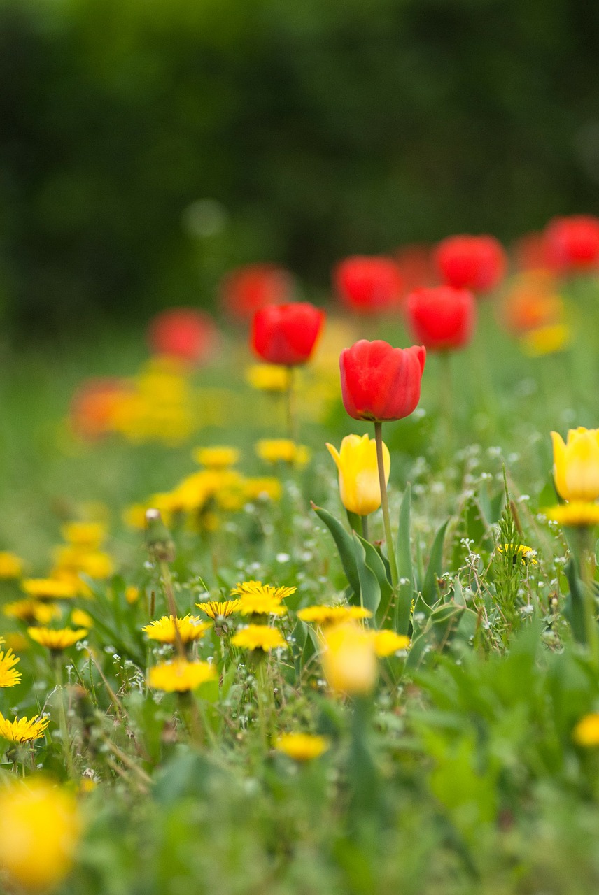 wildflowers tulips flowers free photo