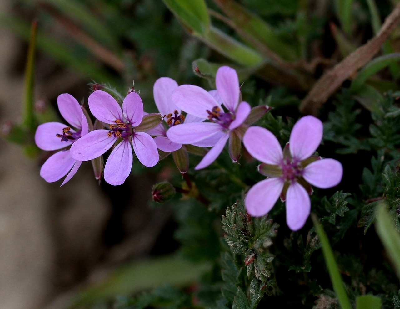 wildflowers mov small free photo