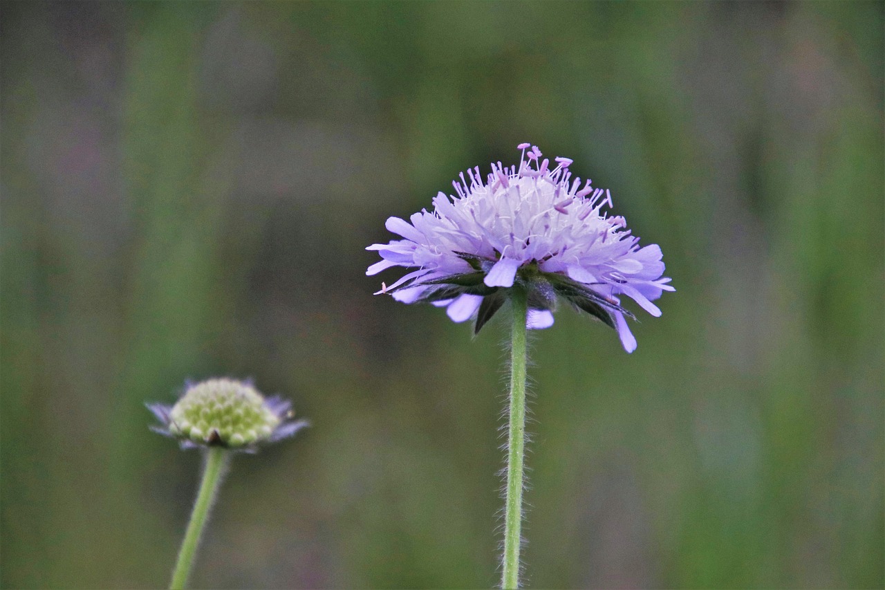 wildflowers  spring  plants free photo