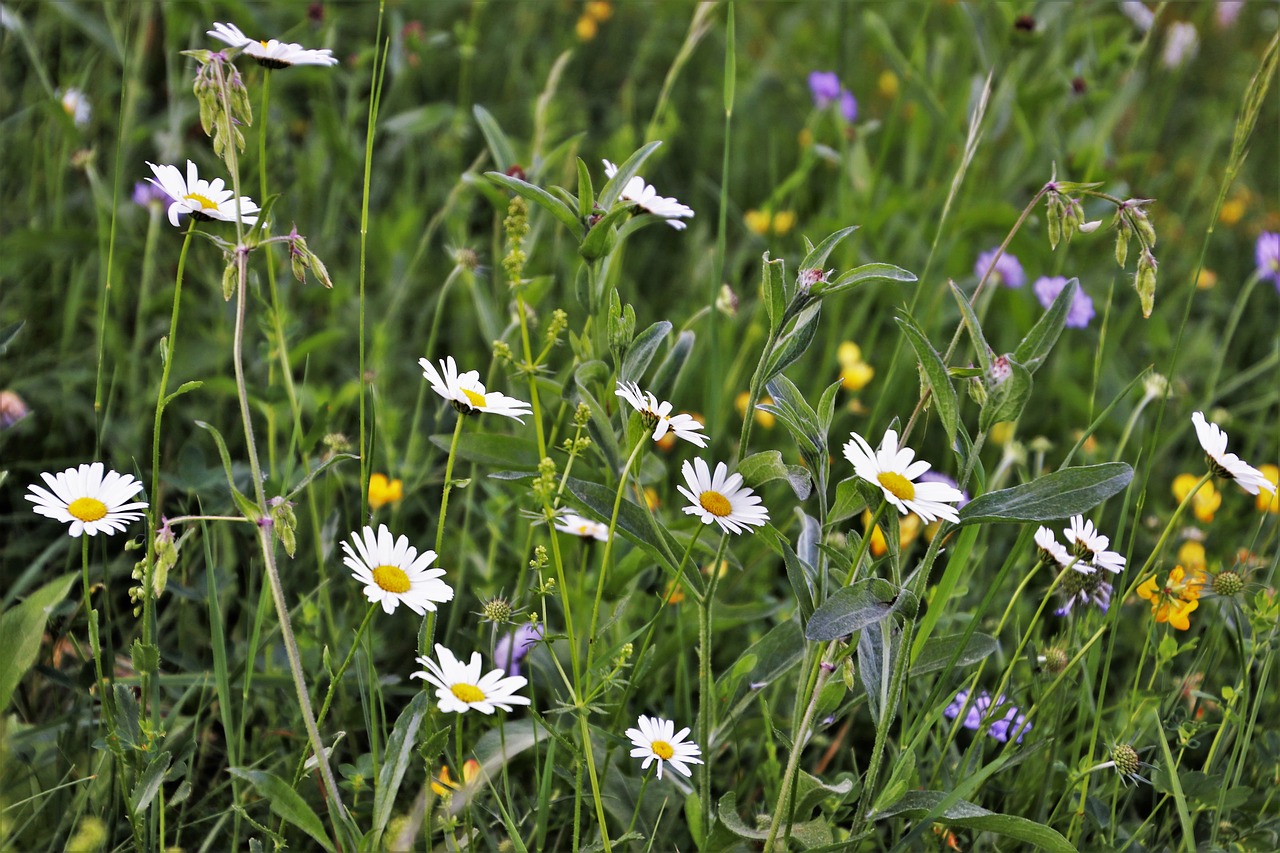 wildflowers  camomile  meadow free photo