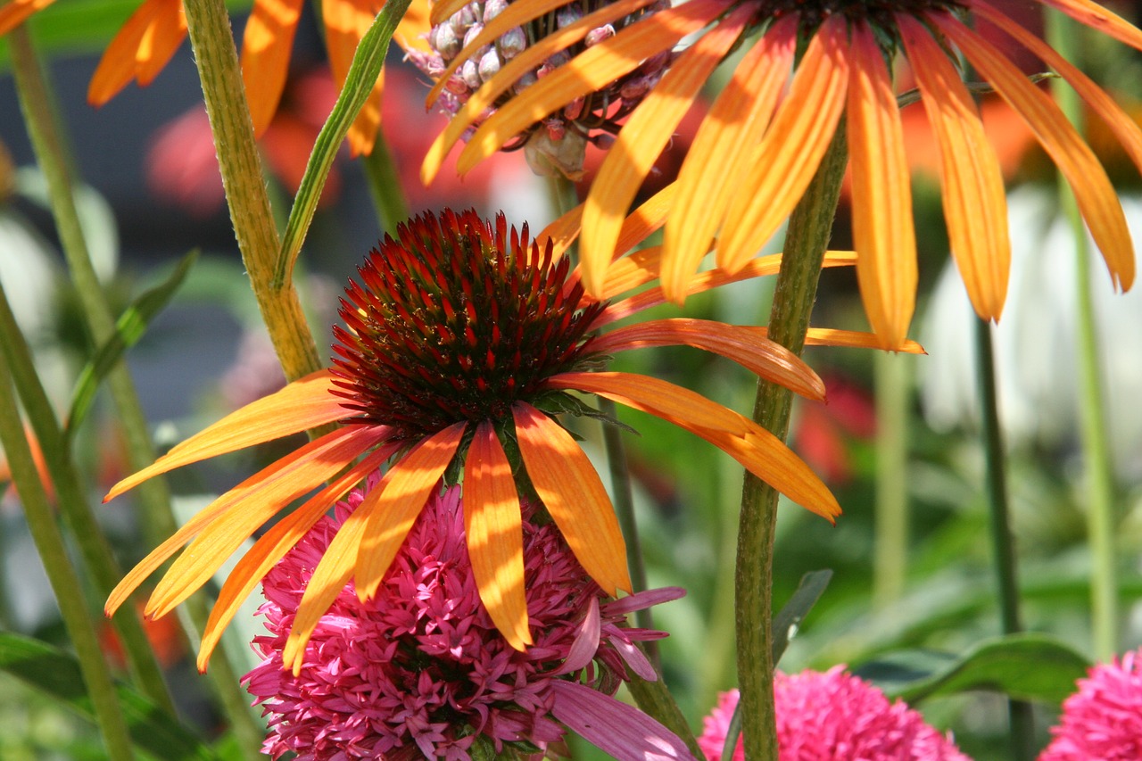 wildflowers  garden  flower free photo