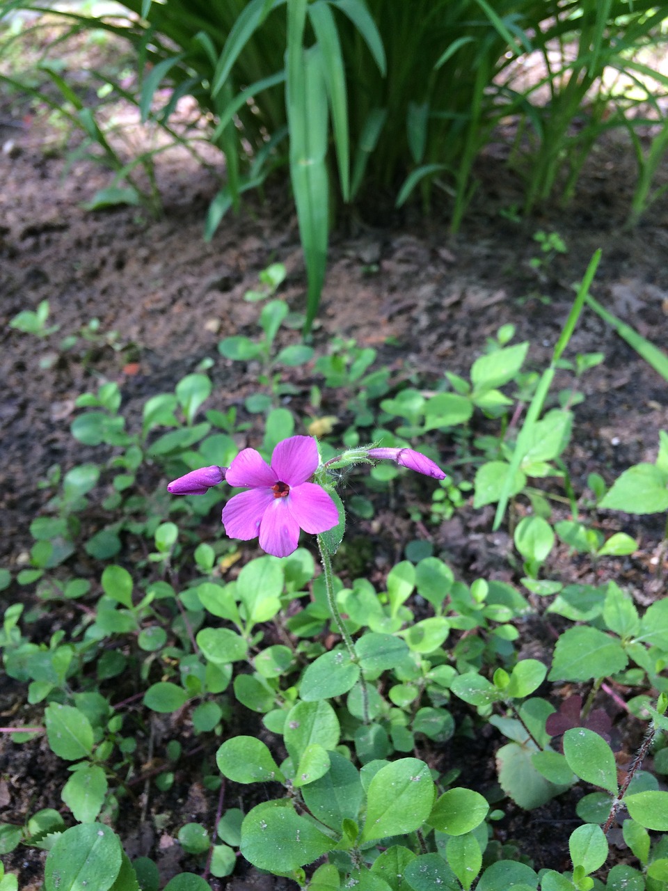 wildflowers  flowers  purple flowers free photo