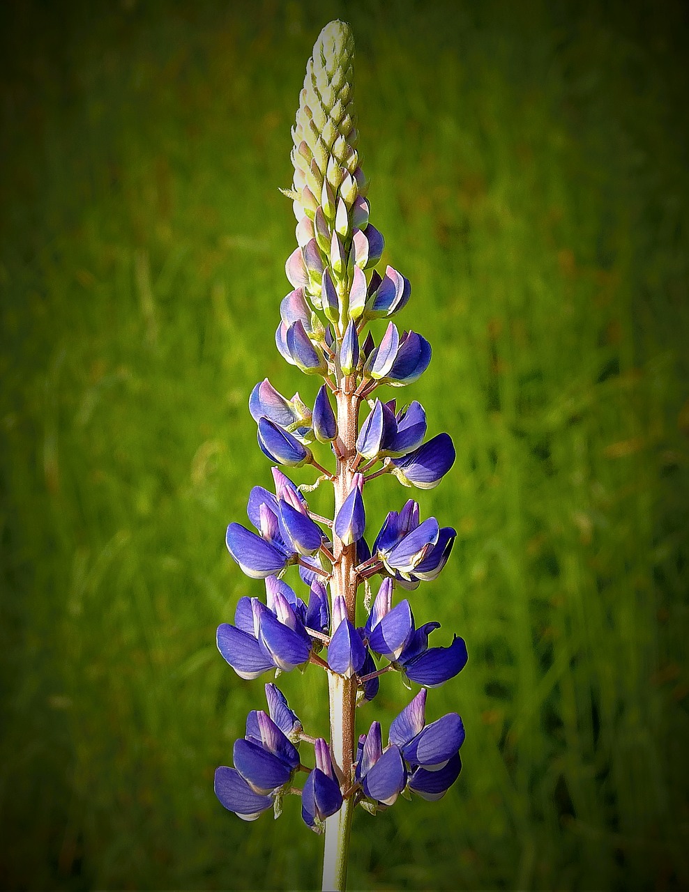 wildflowers  nature  meadow free photo