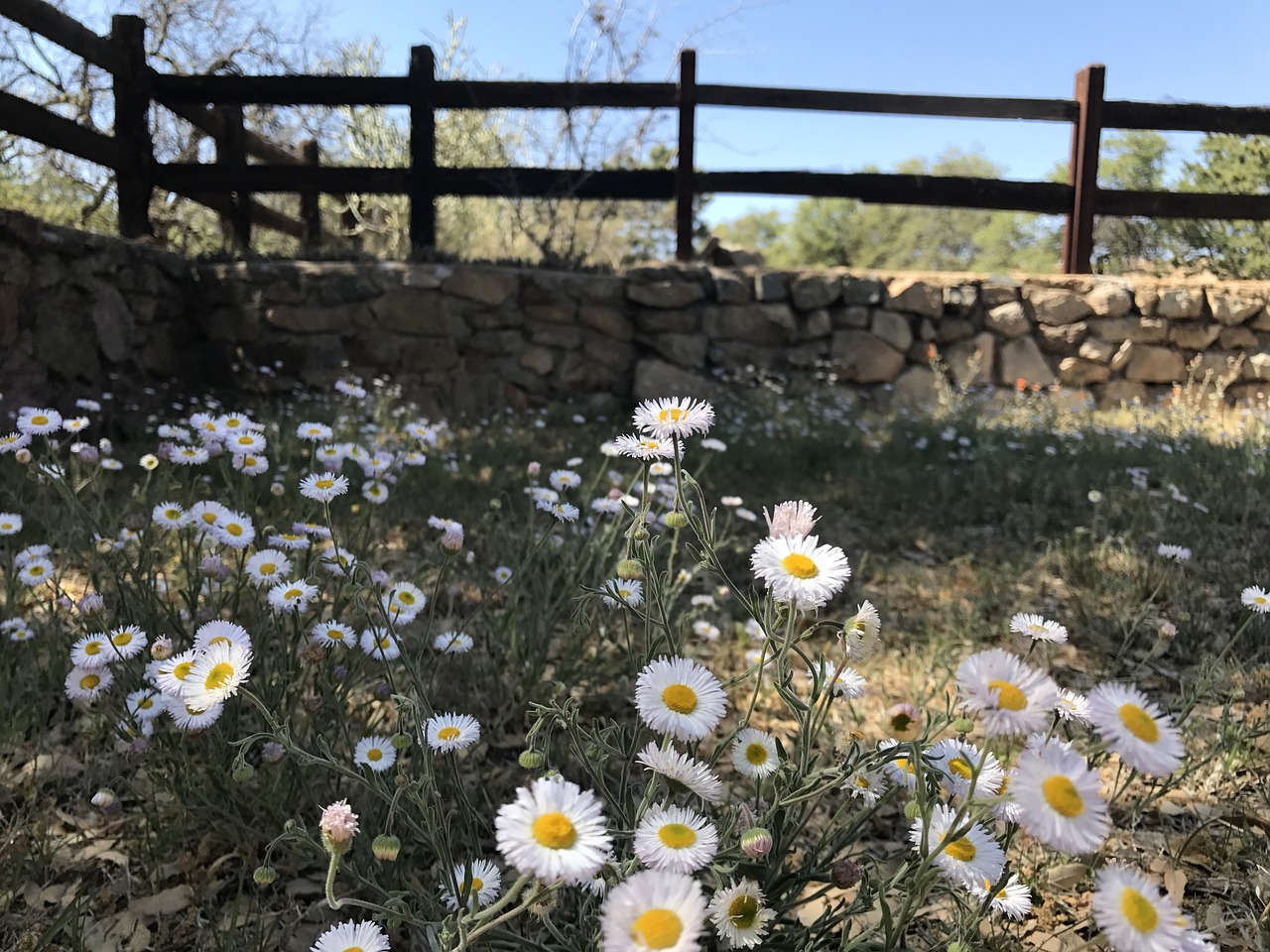 wildflowers  fence  meadow free photo