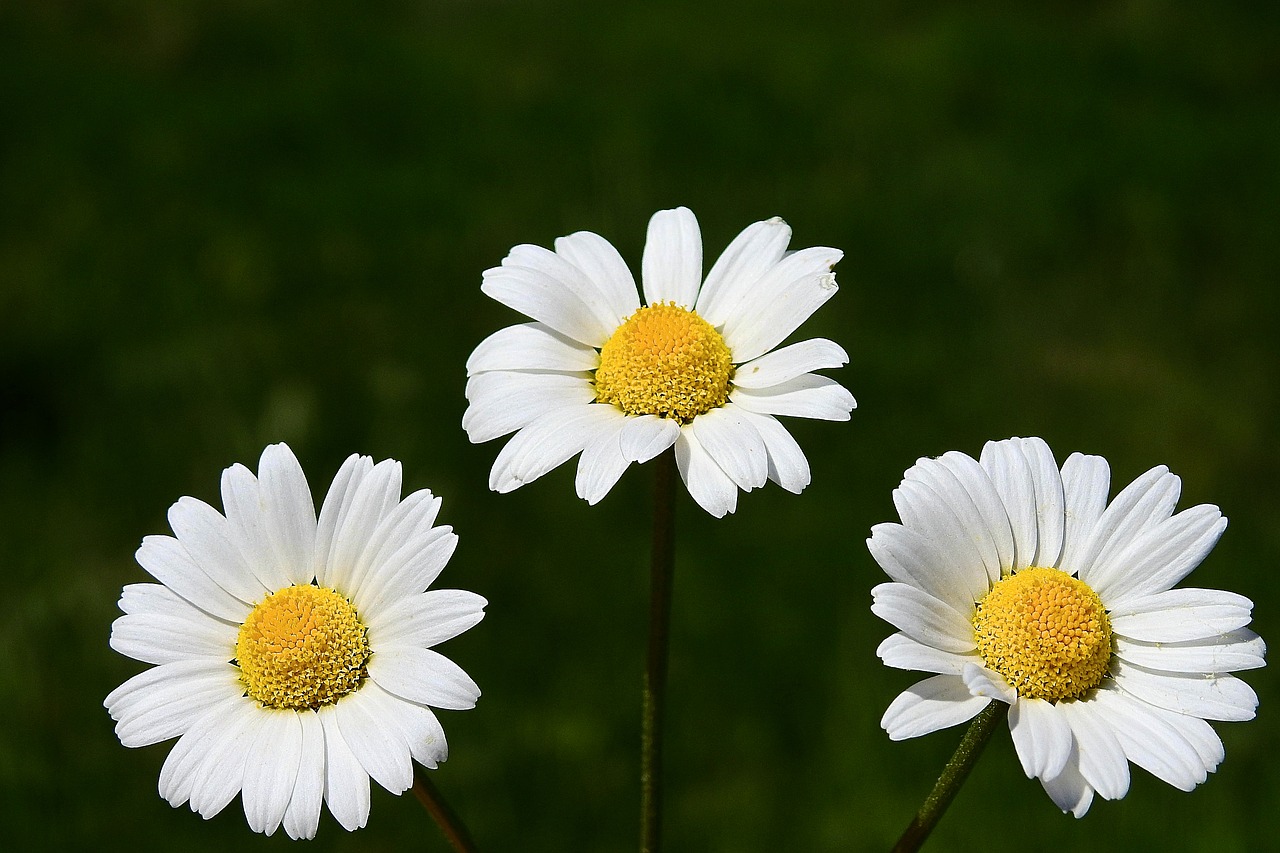 wildflowers  meadow  nature free photo