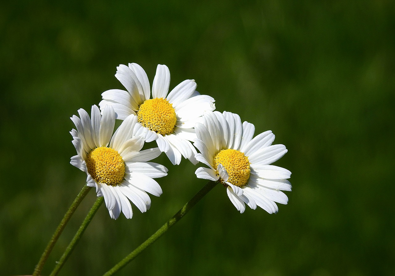 wildflowers  nature  beauty free photo