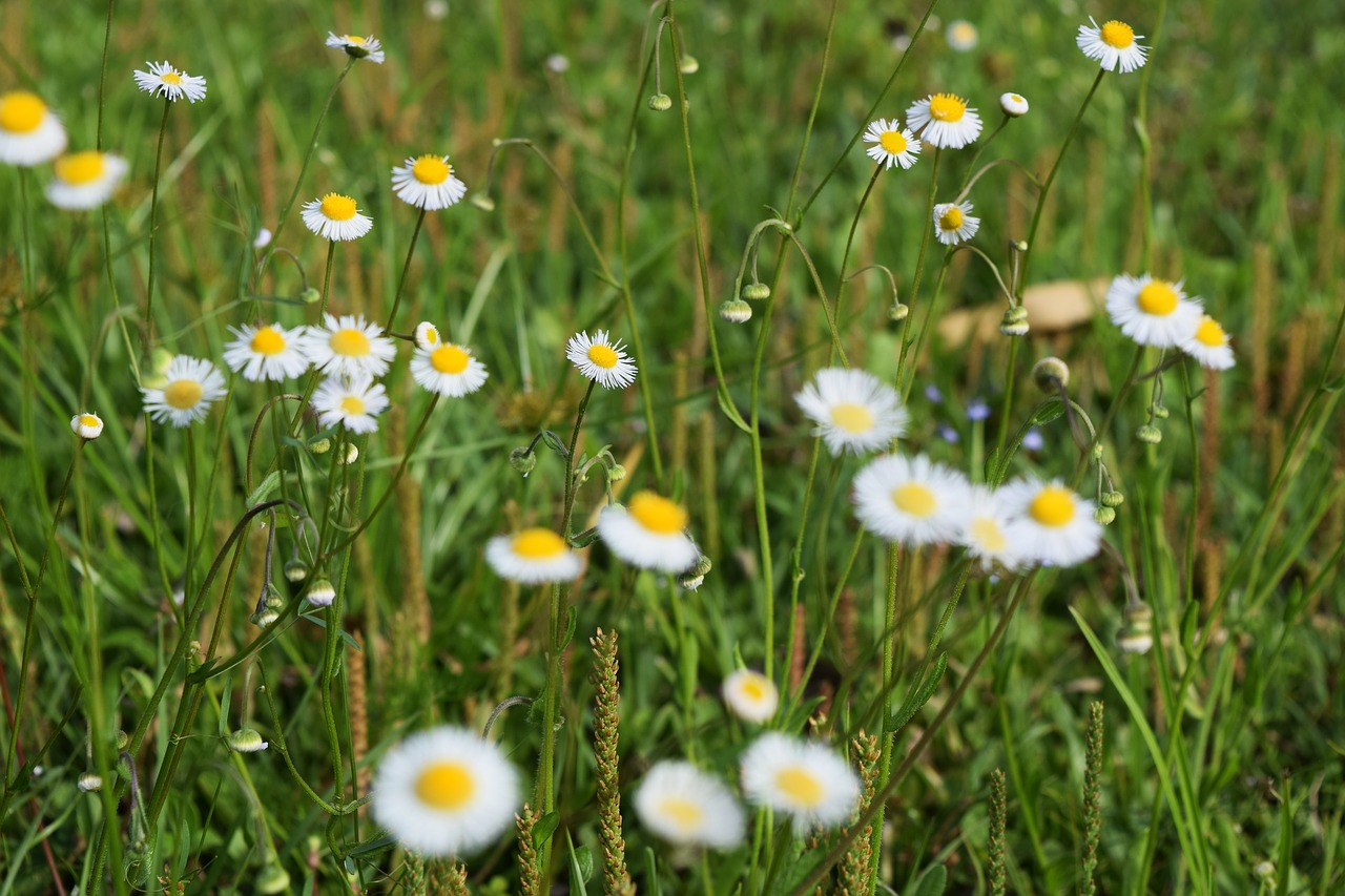 wildflowers  grass  macro free photo