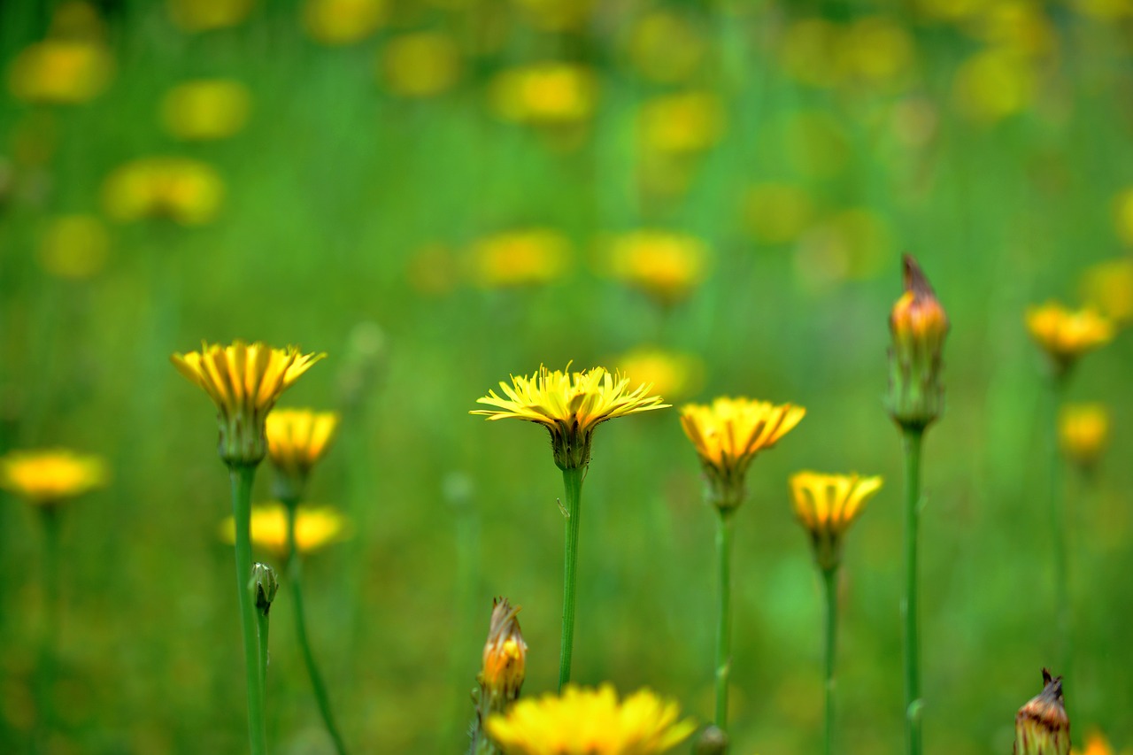 wildflowers  yellow meadow flowers  meadow free photo