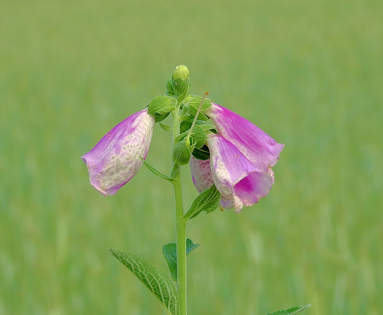 wildflowers  nature  spring free photo