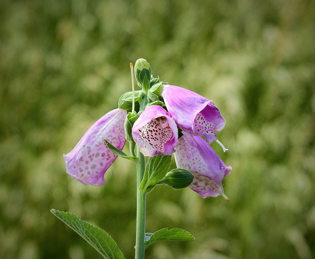 wildflowers  nature  spring free photo