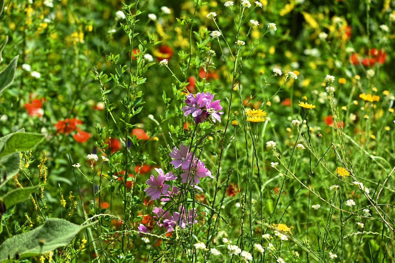 wildflowers  plants  field flowers free photo