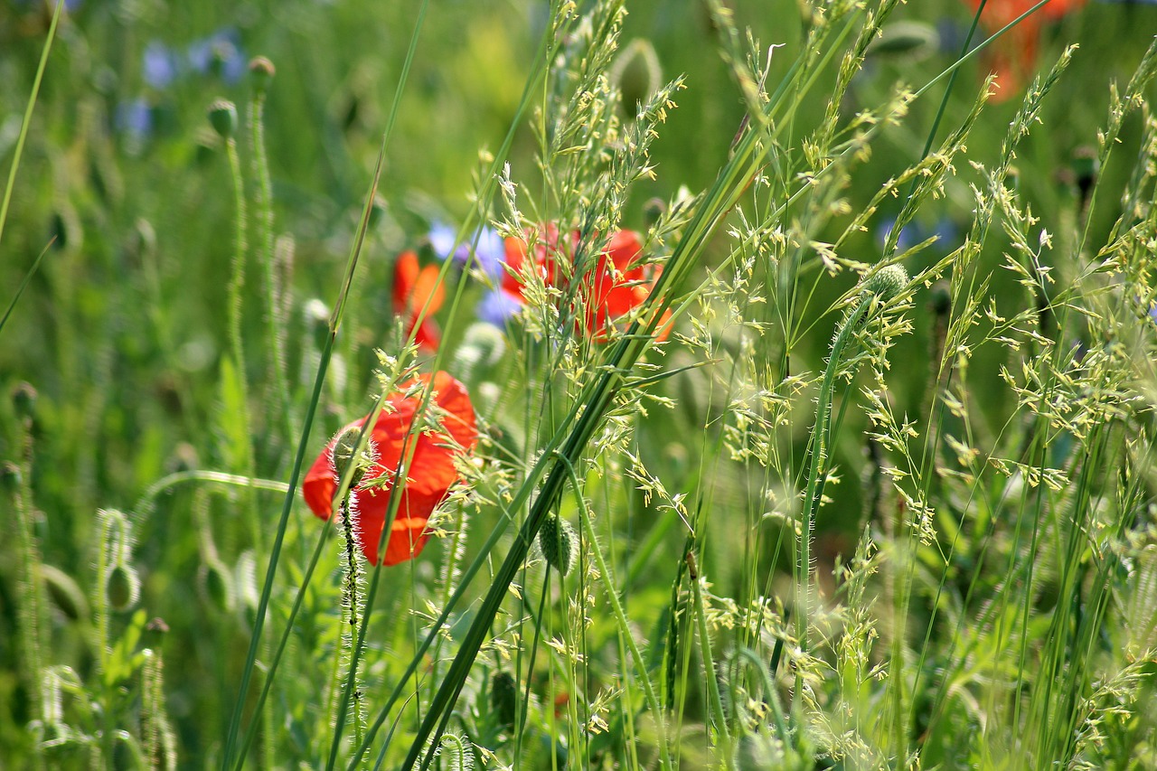 wildflowers  poppies  meadow free photo