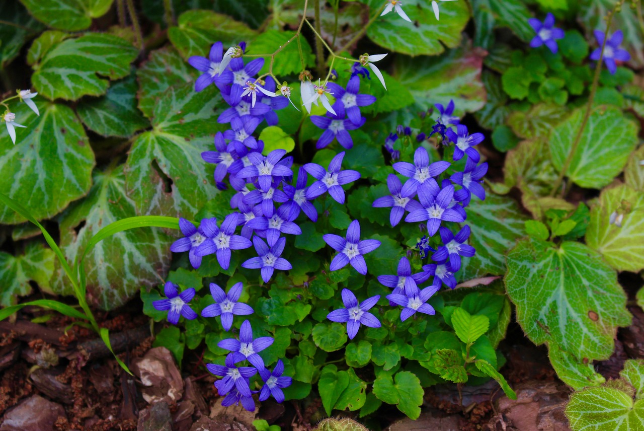 wildflowers  blue  nature free photo