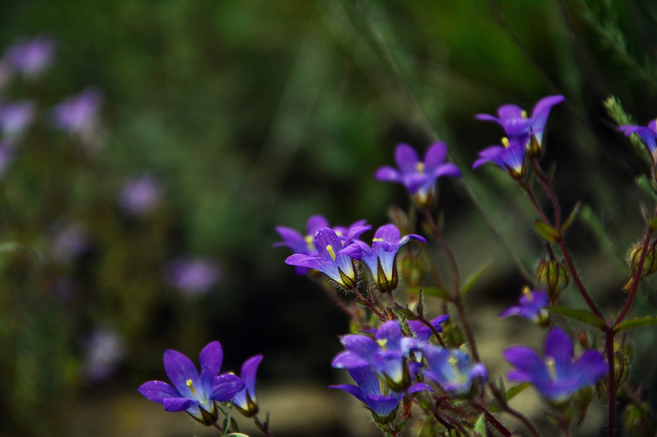 wildflowers  the bluebells  spring free photo