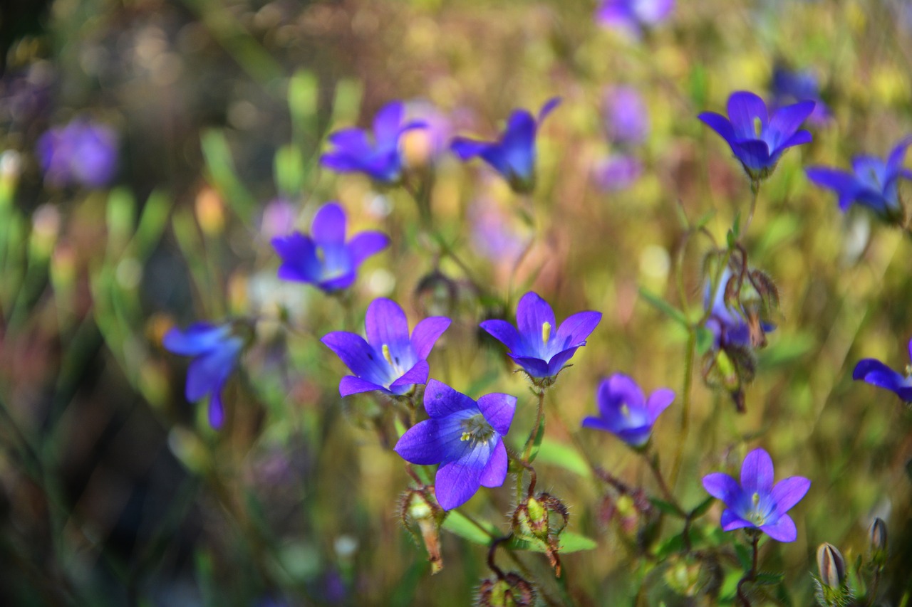 wildflowers  the bluebells  spring free photo