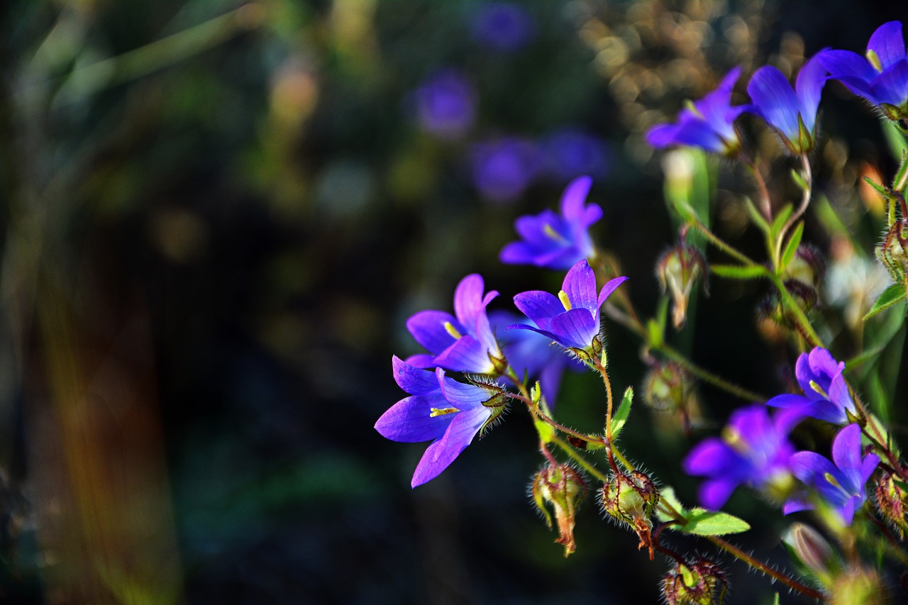 wildflowers  the bluebells  spring free photo