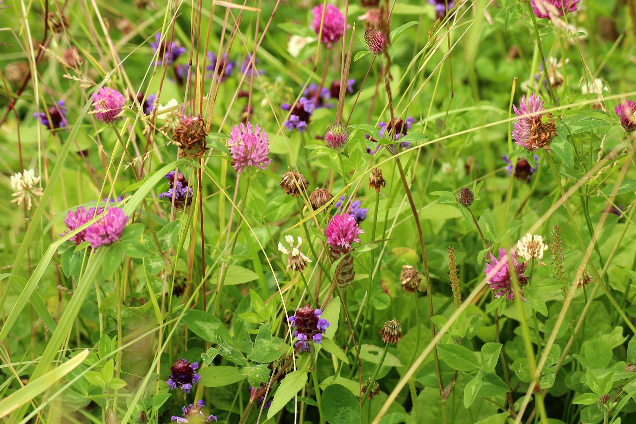 wildflowers  meadow  summer free photo