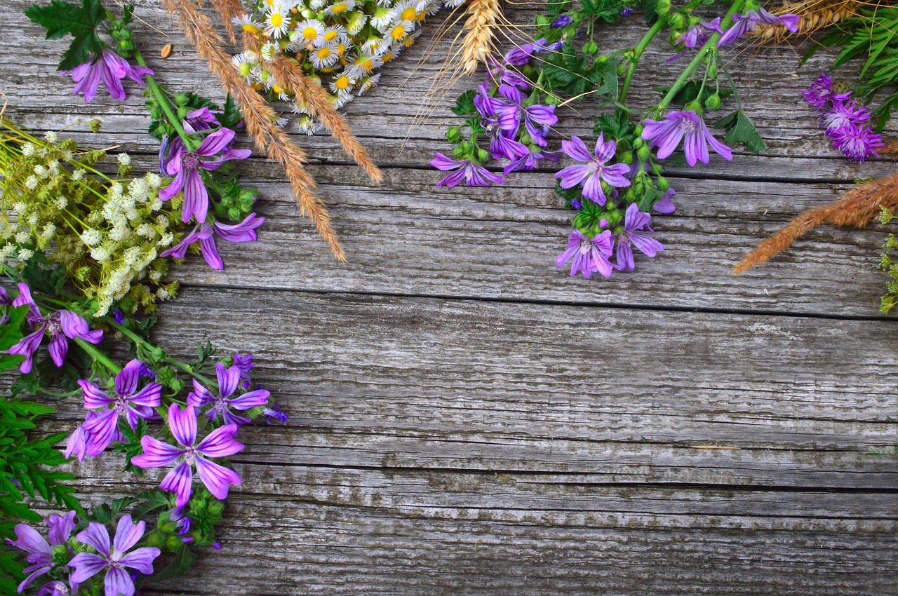 wildflowers  wild flowers  meadow free photo