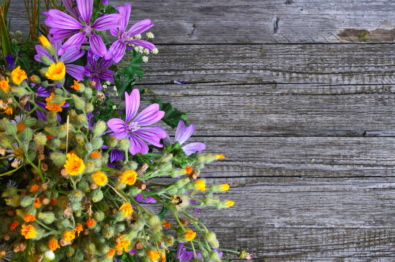 wildflowers  wild flowers  meadow free photo