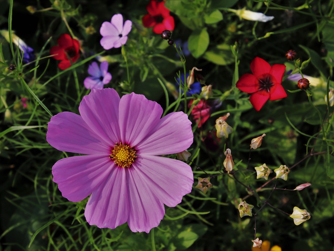 wildflowers  cosmea  wild flowers free photo