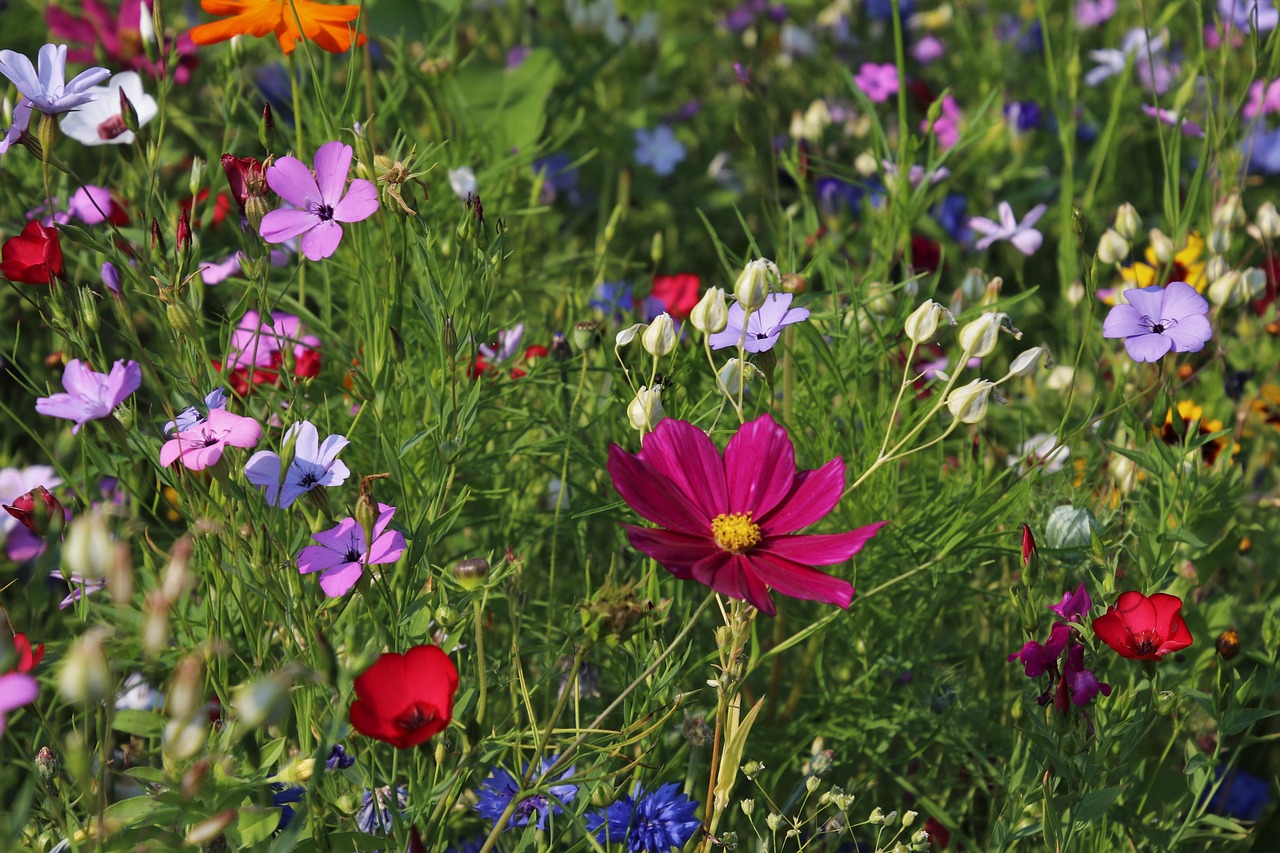 wildflowers  meadow  grass free photo