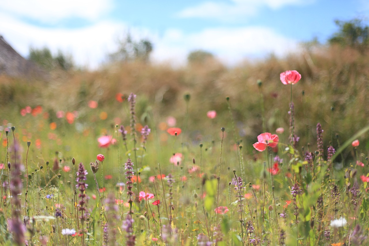 wildflowers  meadow  summer free photo