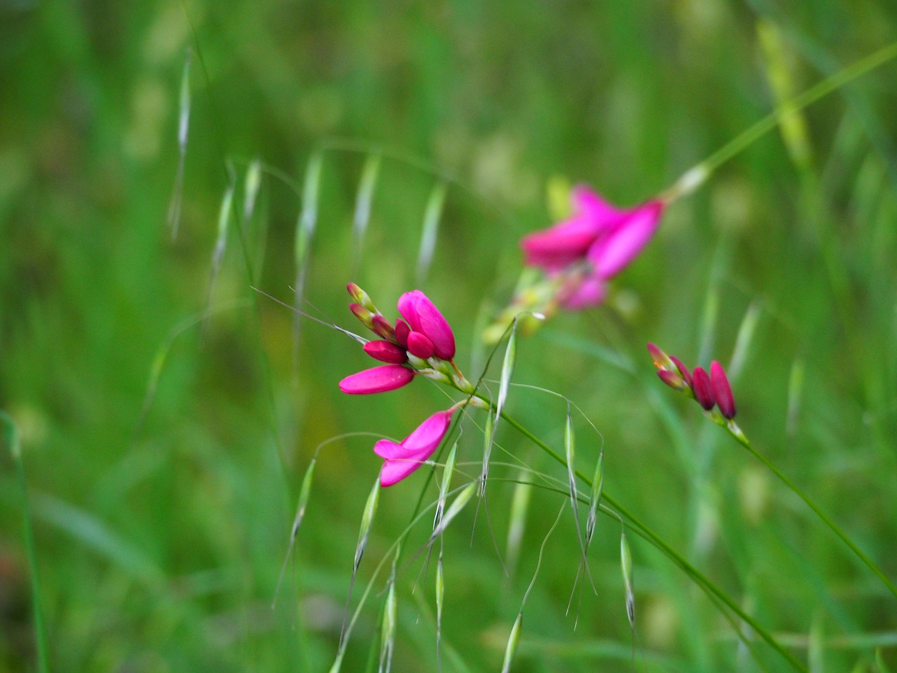 wildflowers  green  spring free photo