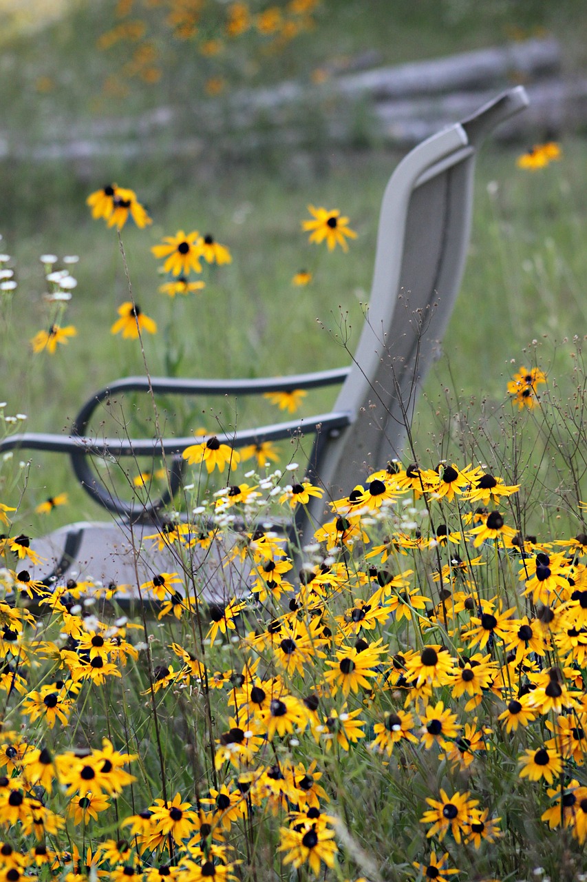 wildflowers daisies chair free photo