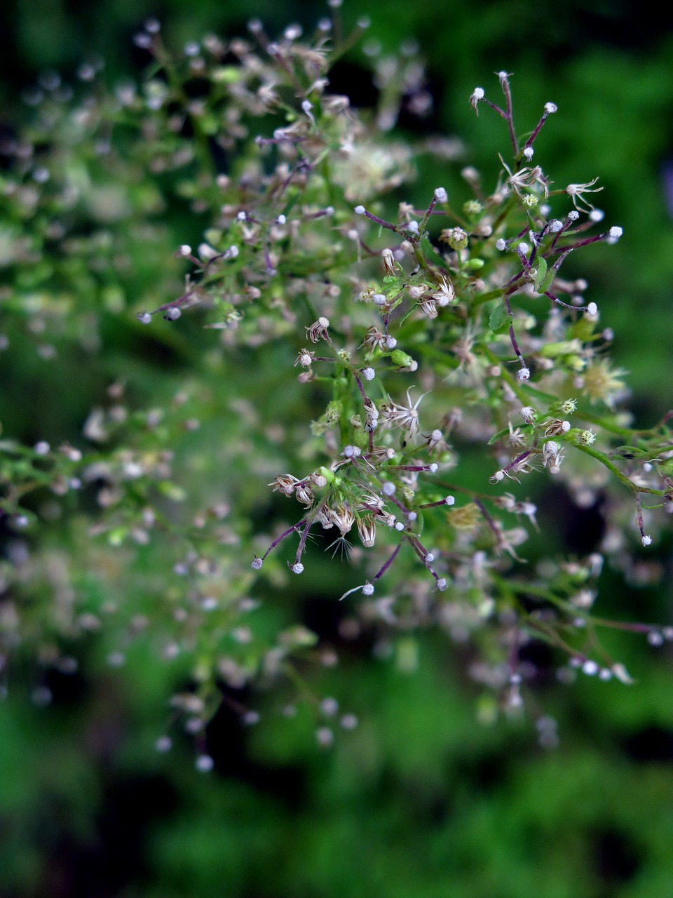 wildflowers  flower  natural free photo