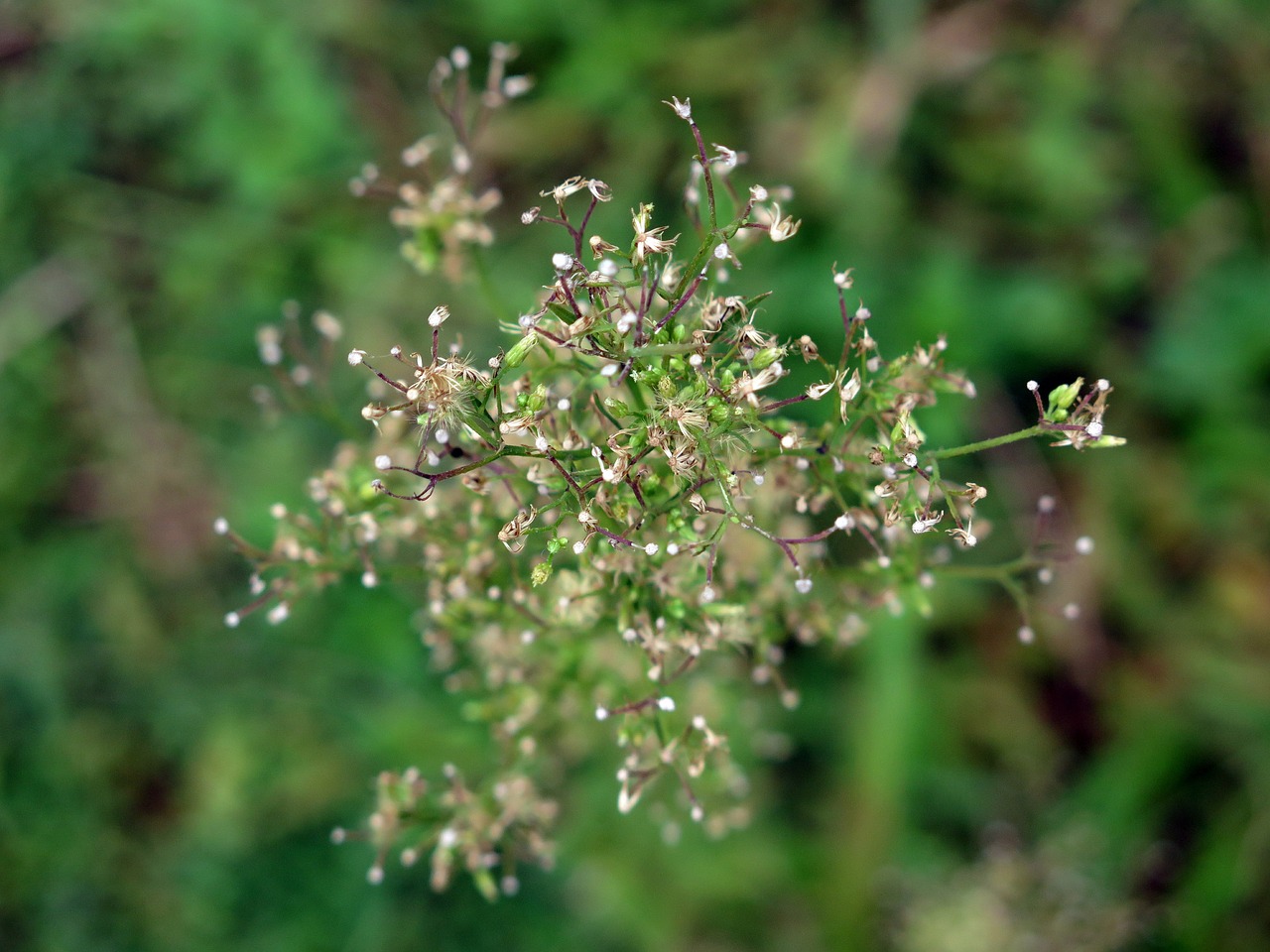 wildflowers  background  natural free photo