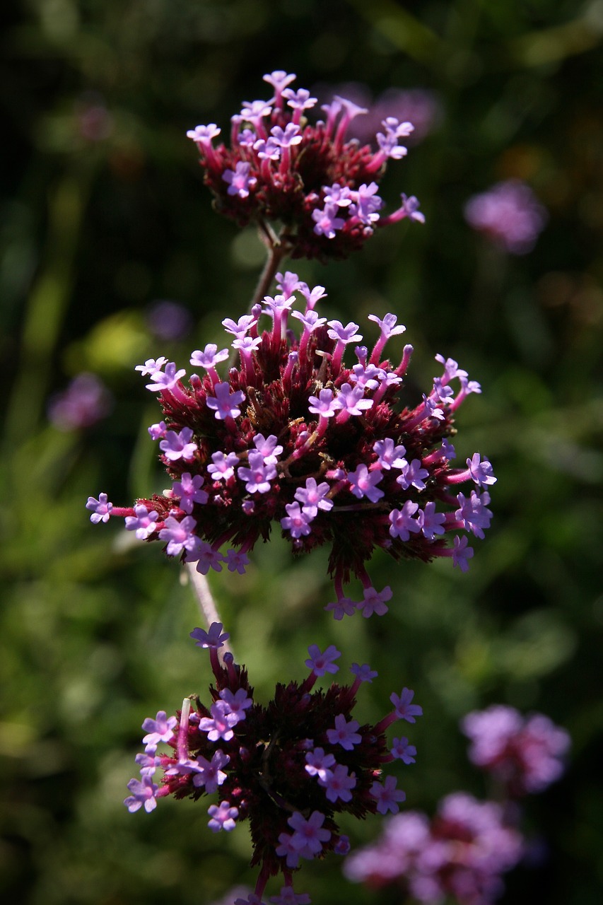 wildflowers  pink  purple free photo