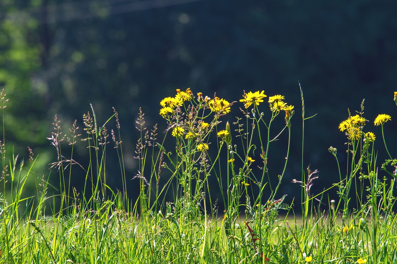 wildflowers  flowers  bloom free photo