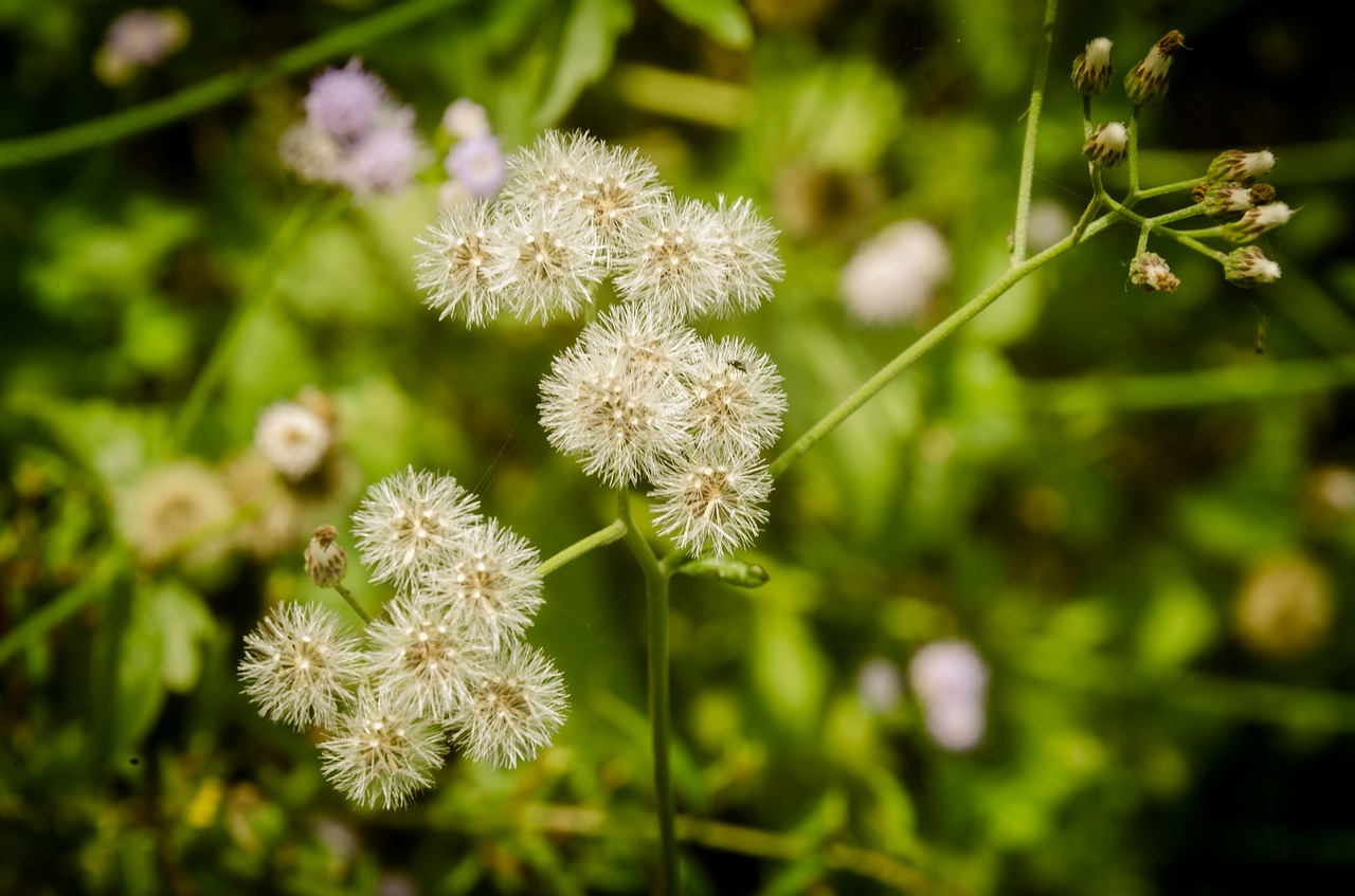 wildflowers  dandelion flowers  beautiful flowers free photo