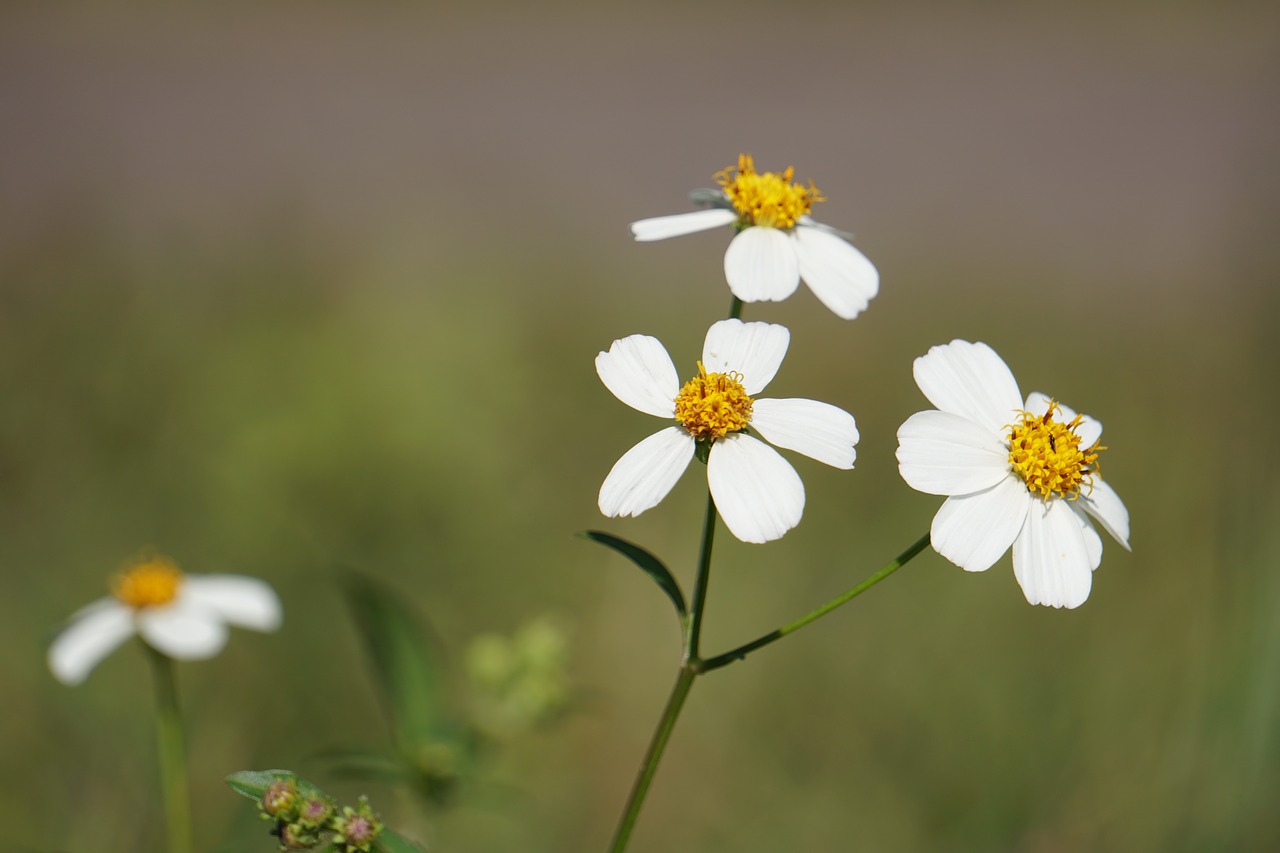 wildflowers  morning  flower free photo