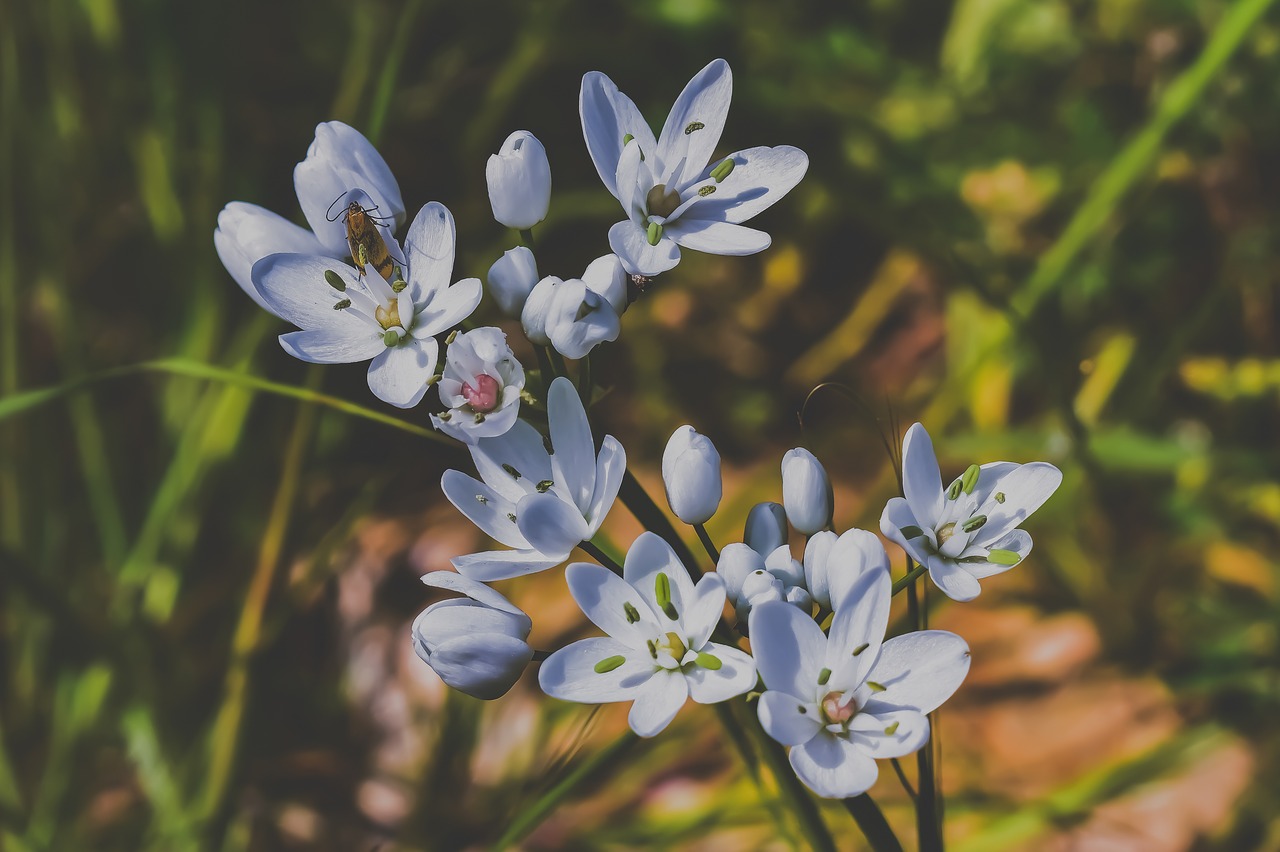 wildflowers  white  flower free photo