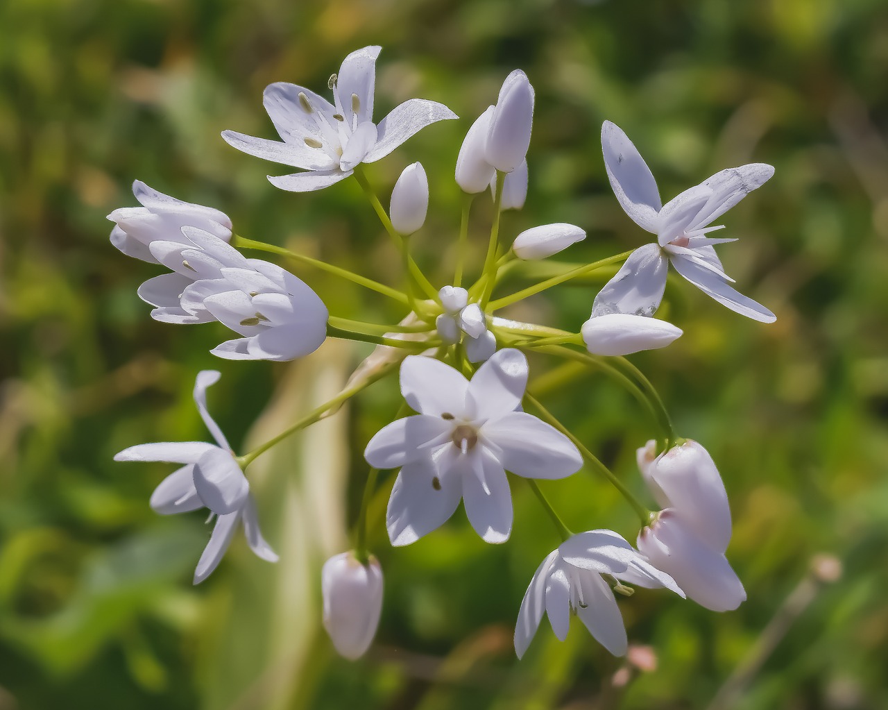 wildflowers  white  flower free photo