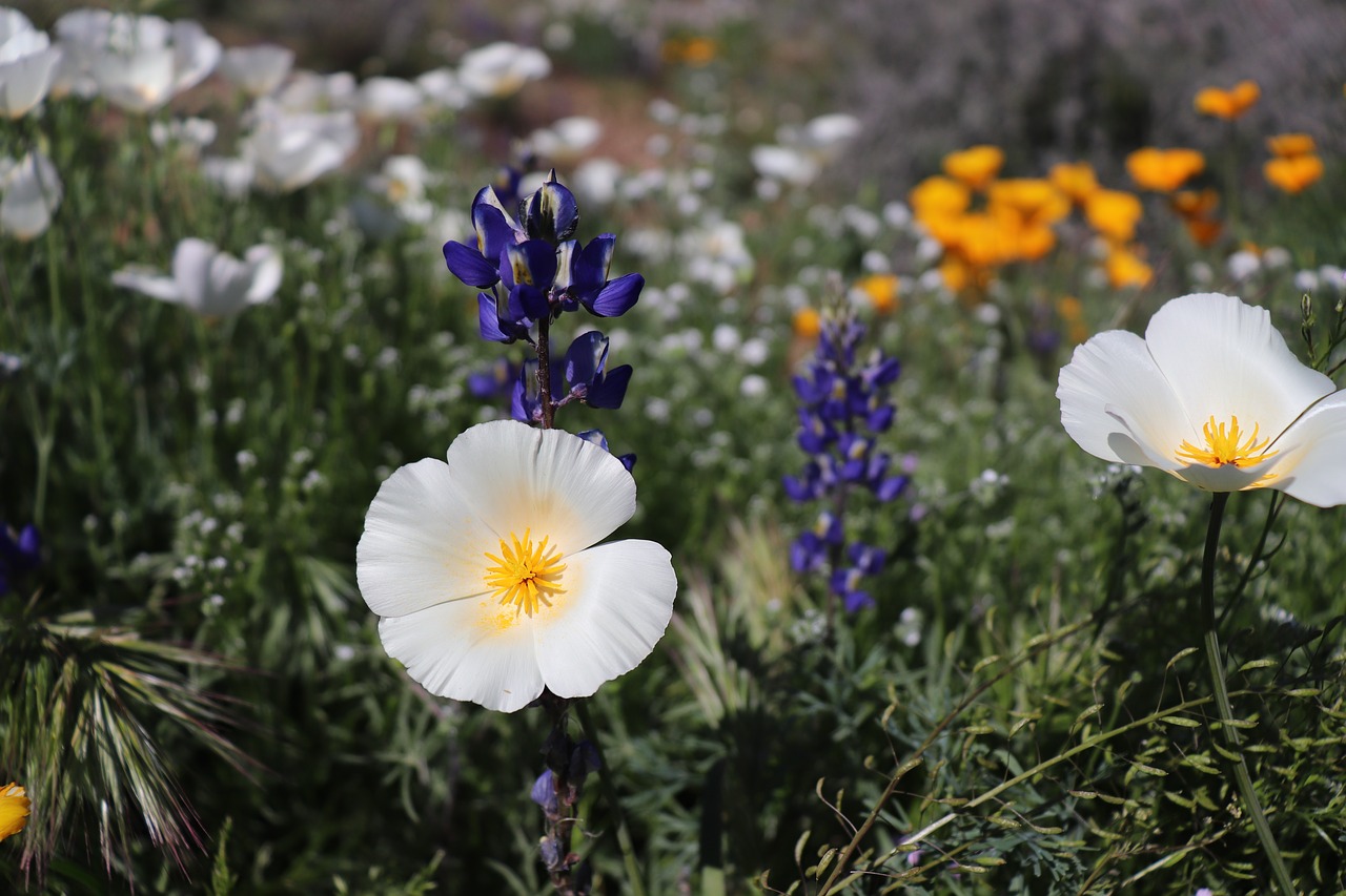 wildflowers  desert  spring free photo