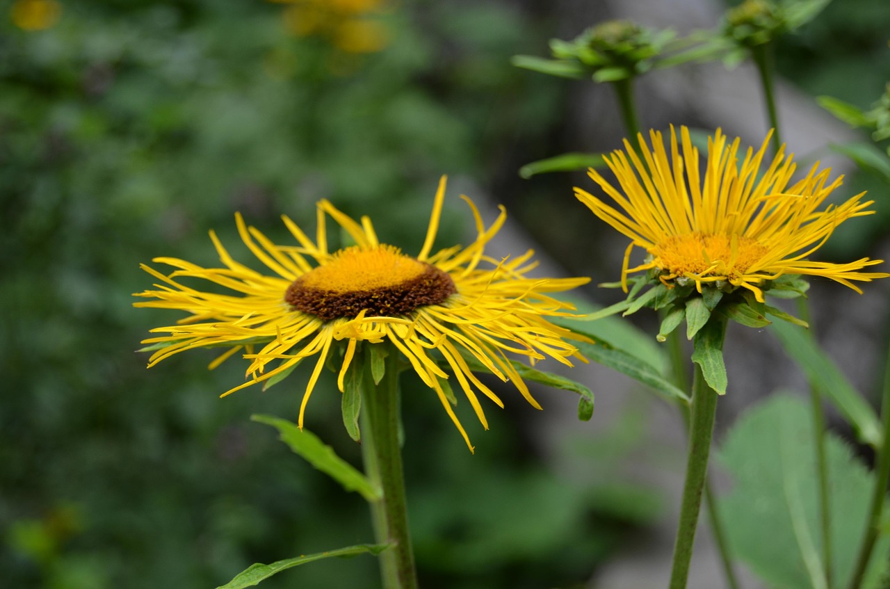 wildflowers yellow nature free photo