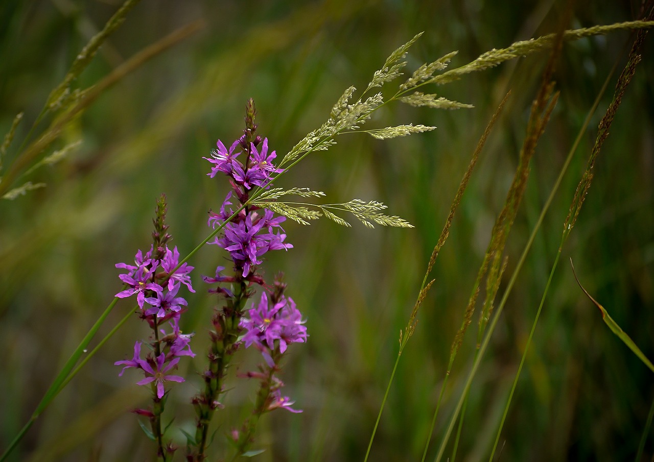 wildflowers pink purple free photo