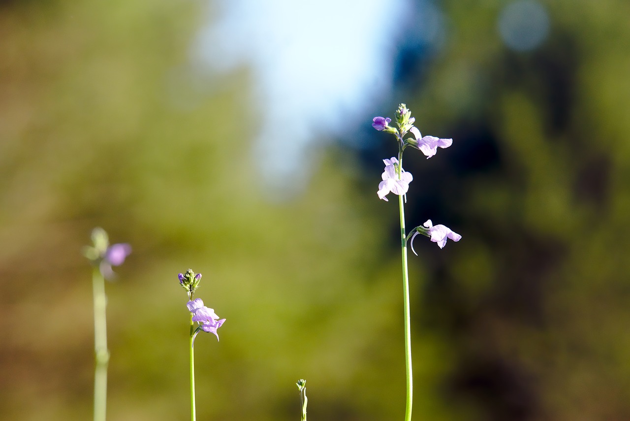 wildflowers  flower  bloom free photo