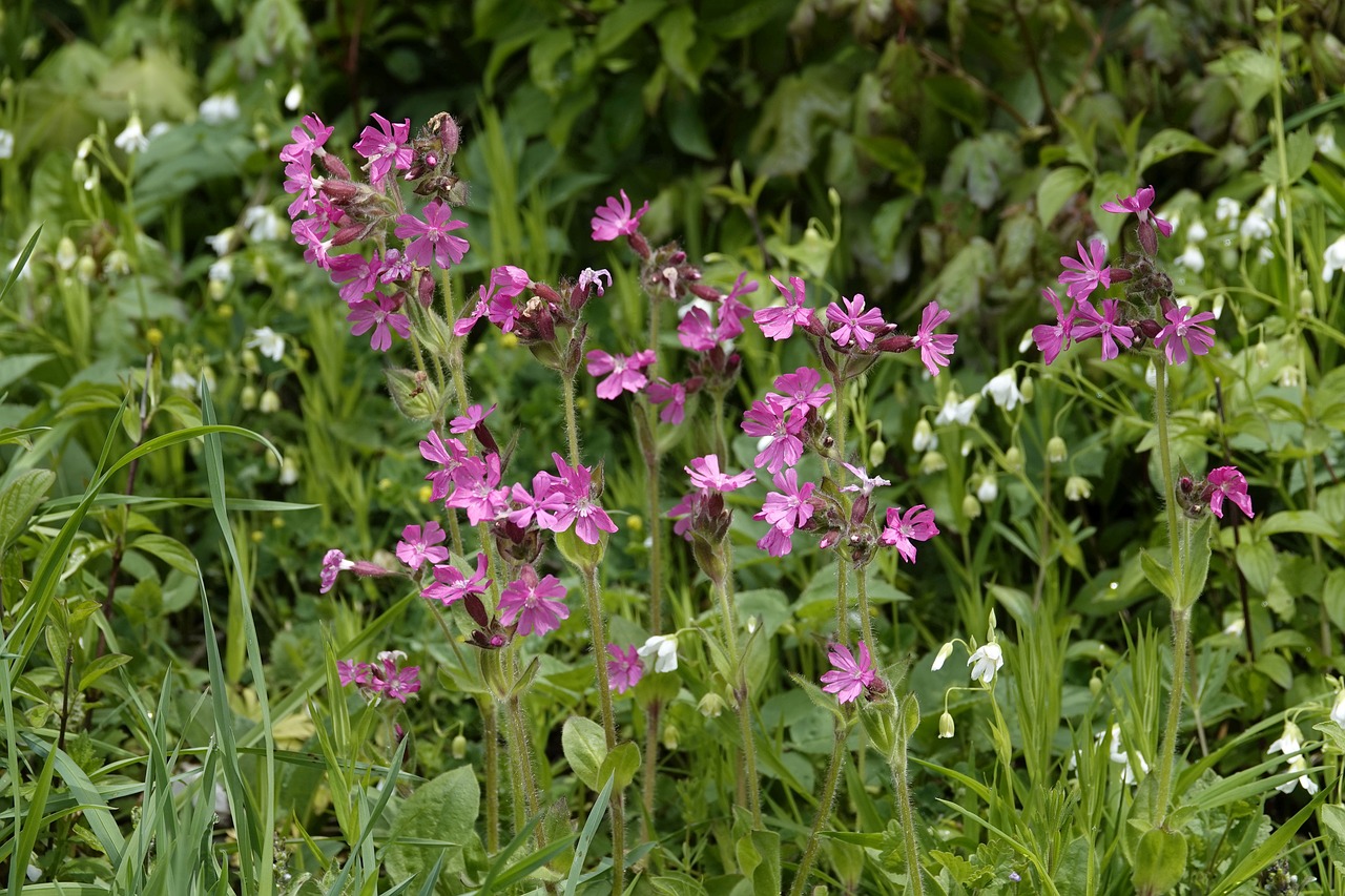 wildflowers  meadow  bloom free photo