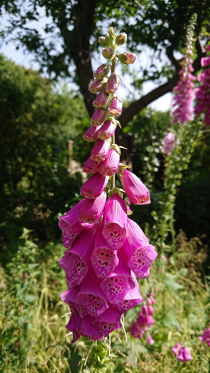 wildflowers  foxglove  plants free photo